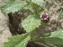  ( - GCUL-FDGK-55)  @11 [ ] CreativeCommons - Attribution Non-Commercial Share-Alike (2012) Saadullah Khan DR.SULTAN HERBARIUM, GC University Lahore