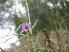  (Vicia monantha - GCUL-FDGK-560)  @11 [ ] CreativeCommons - Attribution Non-Commercial Share-Alike (2013) Saadullah Khan DR.SULTAN HERBARIUM, GC University Lahore