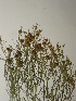  ( - GCUL-FDGK-57)  @11 [ ] CreativeCommons - Attribution Non-Commercial Share-Alike (2012) Saadullah Khan DR.SULTAN HERBARIUM, GC University Lahore