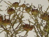  ( - GCUL-FDGK-58)  @11 [ ] CreativeCommons - Attribution Non-Commercial Share-Alike (2012) Saadullah Khan DR.SULTAN HERBARIUM, GC University Lahore