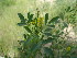  ( - GCUL-FDGK-581)  @11 [ ] CreativeCommons - Attribution Non-Commercial Share-Alike (2013) Saadullah Khan DR.SULTAN HERBARIUM, GC University Lahore