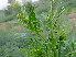  ( - GCUL-FDGK-585)  @11 [ ] CreativeCommons - Attribution Non-Commercial Share-Alike (2013) Saadullah Khan DR.SULTAN HERBARIUM, GC University Lahore