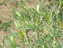  ( - GCUL-FDGK-59)  @11 [ ] CreativeCommons - Attribution Non-Commercial Share-Alike (2012) Saadullah Khan DR.SULTAN HERBARIUM, GC University Lahore