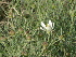  ( - GCUL-FDGK-60)  @11 [ ] CreativeCommons - Attribution Non-Commercial Share-Alike (2012) Saadullah Khan DR.SULTAN HERBARIUM, GC University Lahore