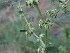  ( - GCUL-FDGK-602)  @11 [ ] CreativeCommons - Attribution Non-Commercial Share-Alike (2013) Saadullah Khan DR.SULTAN HERBARIUM, GC University Lahore