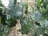  ( - GCUL-FDGK-607)  @11 [ ] CreativeCommons - Attribution Non-Commercial Share-Alike (2013) Saadullah Khan DR.SULTAN HERBARIUM, GC University Lahore