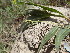 (Persicaria pubescens - GCUL-FDGK-608)  @11 [ ] CreativeCommons - Attribution Non-Commercial Share-Alike (2013) Saadullah Khan DR.SULTAN HERBARIUM, GC University Lahore