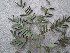  ( - GCUL-FDGK-612)  @11 [ ] CreativeCommons - Attribution Non-Commercial Share-Alike (2013) Saadullah Khan DR.SULTAN HERBARIUM, GC University Lahore