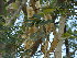  ( - GCUL-FDGK-613)  @11 [ ] CreativeCommons - Attribution Non-Commercial Share-Alike (2013) Saadullah Khan DR.SULTAN HERBARIUM, GC University Lahore