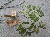  ( - GCUL-FDGK-614)  @11 [ ] CreativeCommons - Attribution Non-Commercial Share-Alike (2013) Saadullah Khan DR.SULTAN HERBARIUM, GC University Lahore