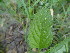  (Salvia plebeia - GCUL-FDGK-620)  @11 [ ] CreativeCommons - Attribution Non-Commercial Share-Alike (2013) Saadullah Khan DR.SULTAN HERBARIUM, GC University Lahore