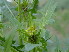  ( - GCUL-FDGK-635)  @11 [ ] CreativeCommons - Attribution Non-Commercial Share-Alike (2013) Saadullah Khan DR.SULTAN HERBARIUM, GC University Lahore