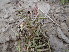  ( - GCUL-FDGK-641)  @11 [ ] CreativeCommons - Attribution Non-Commercial Share-Alike (2013) Saadullah Khan DR.SULTAN HERBARIUM, GC University Lahore