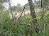  ( - GCUL-FDGK-645)  @11 [ ] CreativeCommons - Attribution Non-Commercial Share-Alike (2013) Saadullah Khan DR.SULTAN HERBARIUM, GC University Lahore