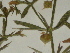  ( - GCUL-FDGK-71)  @11 [ ] CreativeCommons - Attribution Non-Commercial Share-Alike (2012) Saadullah Khan DR.SULTAN HERBARIUM, GC University Lahore