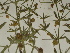  ( - GCUL-FDGK-72)  @11 [ ] CreativeCommons - Attribution Non-Commercial Share-Alike (2012) Saadullah Khan DR.SULTAN HERBARIUM, GC University Lahore