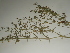  ( - GCUL-FDGK-73)  @11 [ ] CreativeCommons - Attribution Non-Commercial Share-Alike (2012) Saadullah Khan DR.SULTAN HERBARIUM, GC University Lahore
