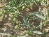  ( - GCUL-FDGK-75)  @11 [ ] CreativeCommons - Attribution Non-Commercial Share-Alike (2012) Saadullah Khan DR.SULTAN HERBARIUM, GC University Lahore