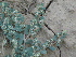  ( - GCUL-FDGK-94)  @11 [ ] CreativeCommons - Attribution Non-Commercial Share-Alike (2012) Saadullah Khan DR.SULTAN HERBARIUM, GC University Lahore