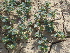 ( - GCUL-FDGK-95)  @11 [ ] CreativeCommons - Attribution Non-Commercial Share-Alike (2012) Saadullah Khan DR.SULTAN HERBARIUM, GC University Lahore