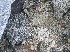  (Acarospora gwynnii - 11BAE_SP-0002)  @11 [ ] CreativeCommons  Attribution Non-Commercial Share-Alike (2019) Dzmitry Lukashanets SPC of the NAS of Belarus for Bioresources