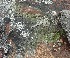  ( - 11BAE_SP-0039)  @11 [ ] CreativeCommons  Attribution Non-Commercial Share-Alike (2019) Dzmitry Lukashanets SPC of the NAS of Belarus for Bioresources