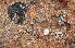  (Buellia frigida - 11BAE_SP-0074)  @11 [ ] CreativeCommons  Attribution Non-Commercial Share-Alike (2019) Dzmitry Lukashanets SPC of the NAS of Belarus for Bioresources