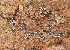  ( - 11BAE_SP-0077)  @11 [ ] CreativeCommons  Attribution Non-Commercial Share-Alike (2019) Dzmitry Lukashanets SPC of the NAS of Belarus for Bioresources
