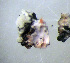  ( - 11BAE_SP-0077)  @11 [ ] CreativeCommons  Attribution Non-Commercial Share-Alike (2020) Dzmitry Lukashanets SPC of the NAS of Belarus for Bioresources
