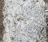  ( - 11BAE_SP-0101)  @11 [ ] CreativeCommons  Attribution Non-Commercial Share-Alike (2019) Dzmitry Lukashanets SPC of the NAS of Belarus for Bioresources