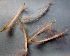  ( - 11BAE_SP-0135)  @11 [ ] CreativeCommons  Attribution Non-Commercial Share-Alike (2019) Dzmitry Lukashanets SPC of the NAS of Belarus for Bioresources