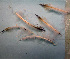  ( - 11BAE_SP-0160)  @11 [ ] CreativeCommons  Attribution Non-Commercial Share-Alike (2019) Dzmitry Lukashanets SPC of the NAS of Belarus for Bioresources