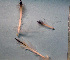  ( - 11BAE_SP-0168)  @11 [ ] CreativeCommons  Attribution Non-Commercial Share-Alike (2019) Dzmitry Lukashanets SPC of the NAS of Belarus for Bioresources