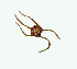  (Ophiurolepis - 11BAE_SP-0391)  @11 [ ] CreativeCommons  Attribution Non-Commercial Share-Alike (2019) Dzmitry Lukashanets SPC of the NAS of Belarus for Bioresources