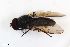  (Cheilosia variegata - ZFMK-TIS-2001080)  @11 [ ] CreativeCommons  Attribution Share-Alike (by-sa) 815 (2016) Unspecified Zoologisches Forschungsmuseum Alexander Koenig