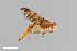  ( - ZFMK-TIS-2003936)  @11 [ ] CreativeCommons  Attribution Share-Alike (by-sa) 384 (2015) Unspecified Zoologisches Forschungsmuseum Alexander Koenig