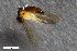  (Anepsiomyia - ZFMK-TIS-2503066)  @11 [ ] CreativeCommons  Attribution Share-Alike (by-sa) 384 (2014) Unspecified Zoologisches Forschungsmuseum Alexander Koenig