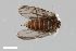  ( - ZFMK-TIS-2503167)  @11 [ ] CreativeCommons  Attribution Share-Alike (by-sa) 384 (2014) Unspecified Zoologisches Forschungsmuseum Alexander Koenig