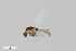  (Thienemanniella flavescens - ZFMK-TIS-2503285)  @11 [ ] CreativeCommons  Attribution Share-Alike (by-sa) 384 (2014) Unspecified Zoologisches Forschungsmuseum Alexander Koenig