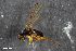  (Acerocnema macrocera - ZFMK-TIS-2507414)  @11 [ ] CreativeCommons  Attribution Share-Alike (by-sa) 384 (2016) Unspecified Zoologisches Forschungsmuseum Alexander Koenig