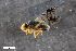 (Actinoptera - ZFMK-TIS-2507436)  @11 [ ] CreativeCommons  Attribution Share-Alike (by-sa) 384 (2016) Unspecified Zoologisches Forschungsmuseum Alexander Koenig