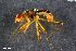  ( - ZFMK-TIS-2507463)  @11 [ ] CreativeCommons  Attribution Share-Alike (by-sa) 384 (2016) Unspecified Zoologisches Forschungsmuseum Alexander Koenig