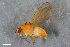  (Lyciella subfasciata - ZFMK-TIS-2507523)  @11 [ ] CreativeCommons  Attribution Share-Alike (by-sa) 384 (2015) Unspecified Zoologisches Forschungsmuseum Alexander Koenig