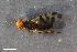  ( - ZFMK-TIS-2507583)  @11 [ ] CreativeCommons  Attribution Share-Alike (by-sa) 384 (2016) Unspecified Zoologisches Forschungsmuseum Alexander Koenig