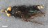  (Calliphora rohdendorfi - ZFMK-TIS-2519711)  @11 [ ] CreativeCommons  Attribution Share-Alike (by-sa) 384 (2014) Unspecified Zoologisches Forschungsmuseum Alexander Koenig