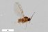  (Campylomyza fusca - ZFMK-TIS-2520735)  @11 [ ] CreativeCommons  Attribution Share-Alike (by-sa) 384 (2014) Unspecified Zoologisches Forschungsmuseum Alexander Koenig
