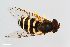  (Syrphus fornis - ZFMK-TIS-2527881)  @11 [ ] CreativeCommons  Attribution Share-Alike (by-sa) 815 (2014) Unspecified Zoologisches Forschungsmuseum Alexander Koenig