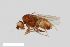  (Leptocera nigra - ZFMK-TIS-2528165)  @11 [ ] CreativeCommons  Attribution Share-Alike (by-sa) 384 (2014) Unspecified Zoologisches Forschungsmuseum Alexander Koenig