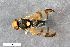  ( - ZFMK-TIS-2528485)  @11 [ ] CreativeCommons  Attribution Share-Alike (by-sa) 384 (2016) Unspecified Zoologisches Forschungsmuseum Alexander Koenig