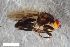  ( - ZFMK-TIS-2535018)  @11 [ ] CreativeCommons  Attribution Share-Alike (by-sa) 384 (2017) Unspecified Zoologisches Forschungsmuseum Alexander Koenig